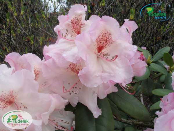 Rhododendron Simona